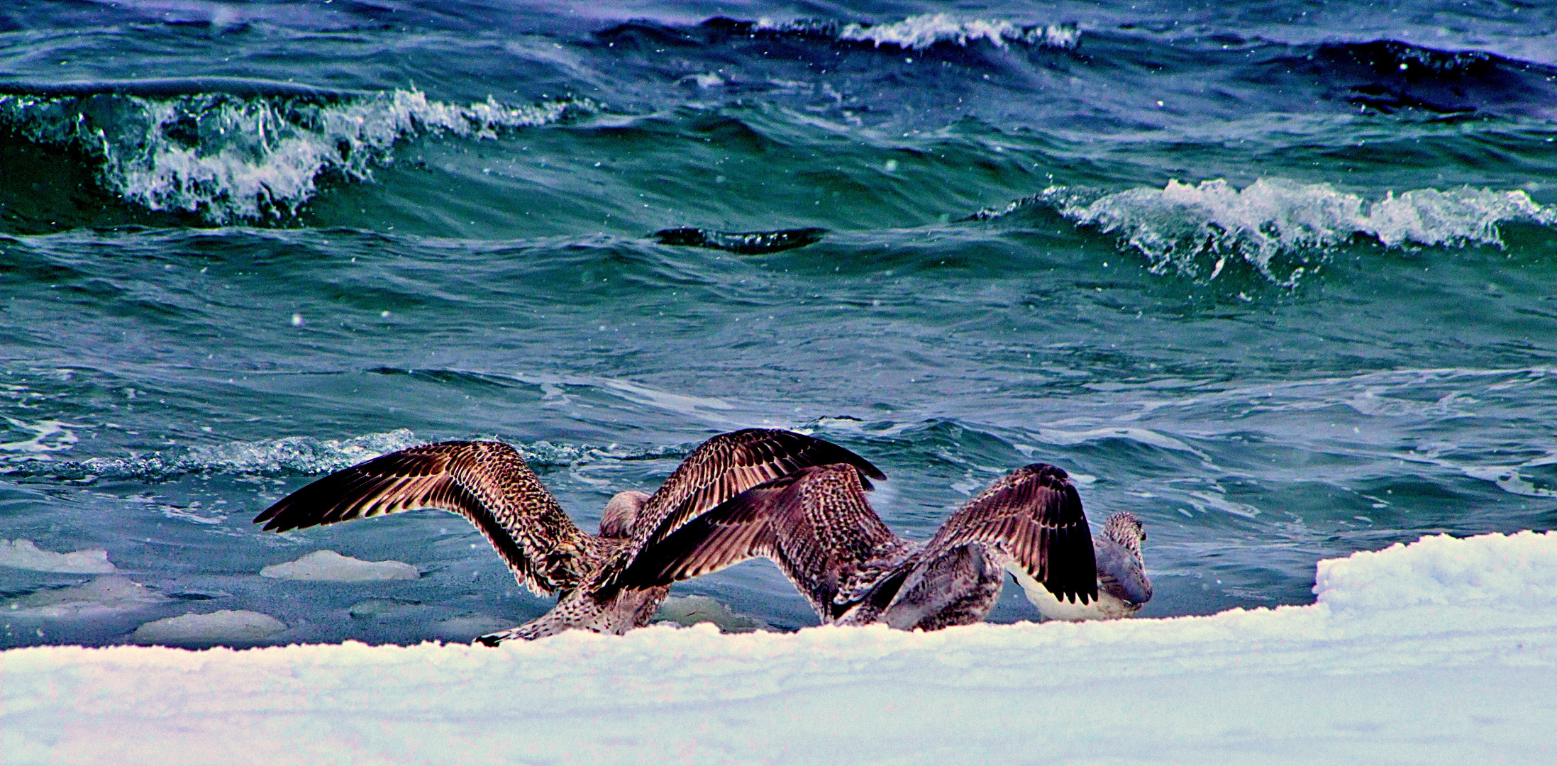 Möwen beim Schneebaden  -  Seagulls bathing in the snow