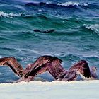 Möwen beim Schneebaden  -  Seagulls bathing in the snow