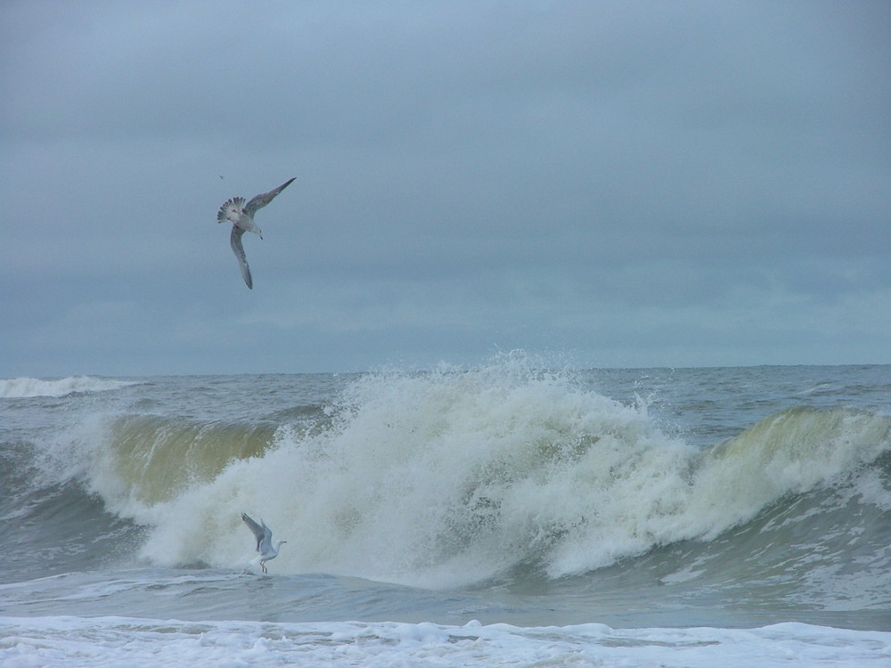 Möwen beim Surfen