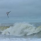 Möwen beim Surfen