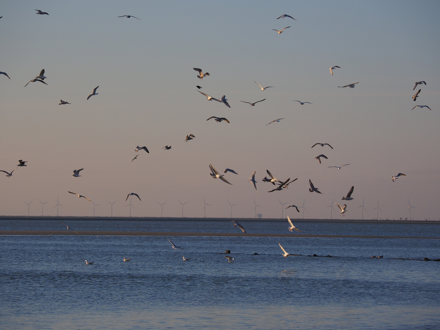 Möwen Borkum