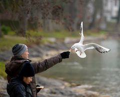 Möwen - die Akkrobaten der Lüfte.....