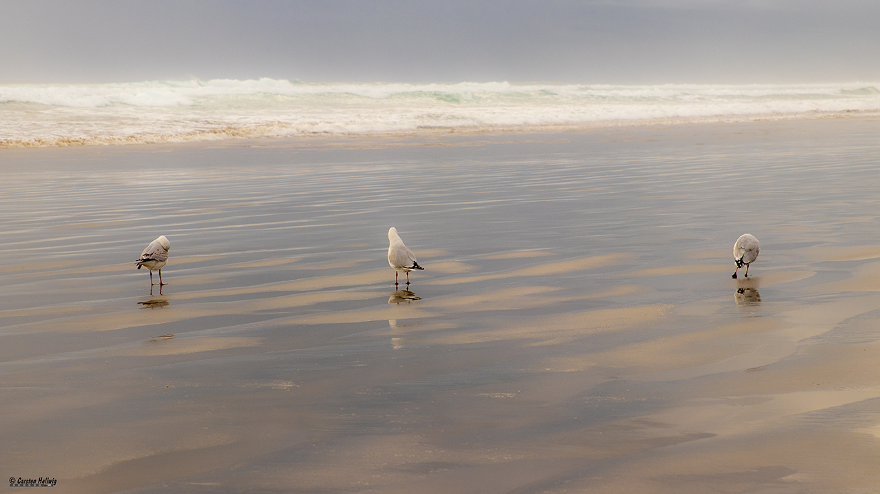 Möwen die das Meer beobachten