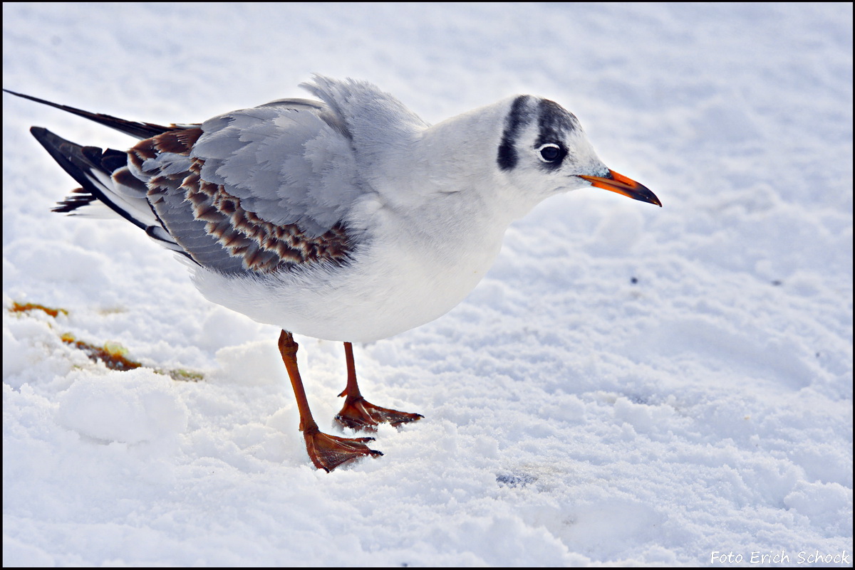 Möwen die sich im Winter auch bei uns in der Stadt wohlfülen