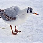 Möwen die sich im Winter auch bei uns in der Stadt wohlfülen