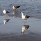 Möwen - Dienstag ist Spiegeltag -