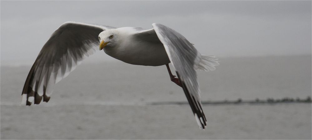 Möwen fliegen auch bei Regen ...