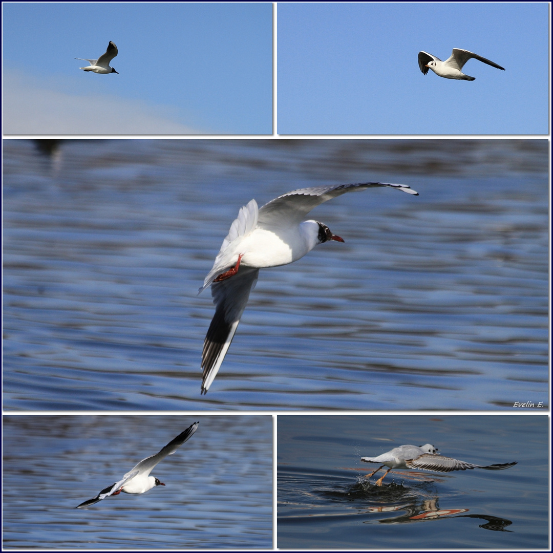 Möwen fliegen.........