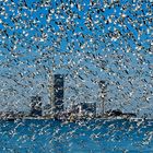 Möwen flogen über der Stadt Batumi, Georgien.