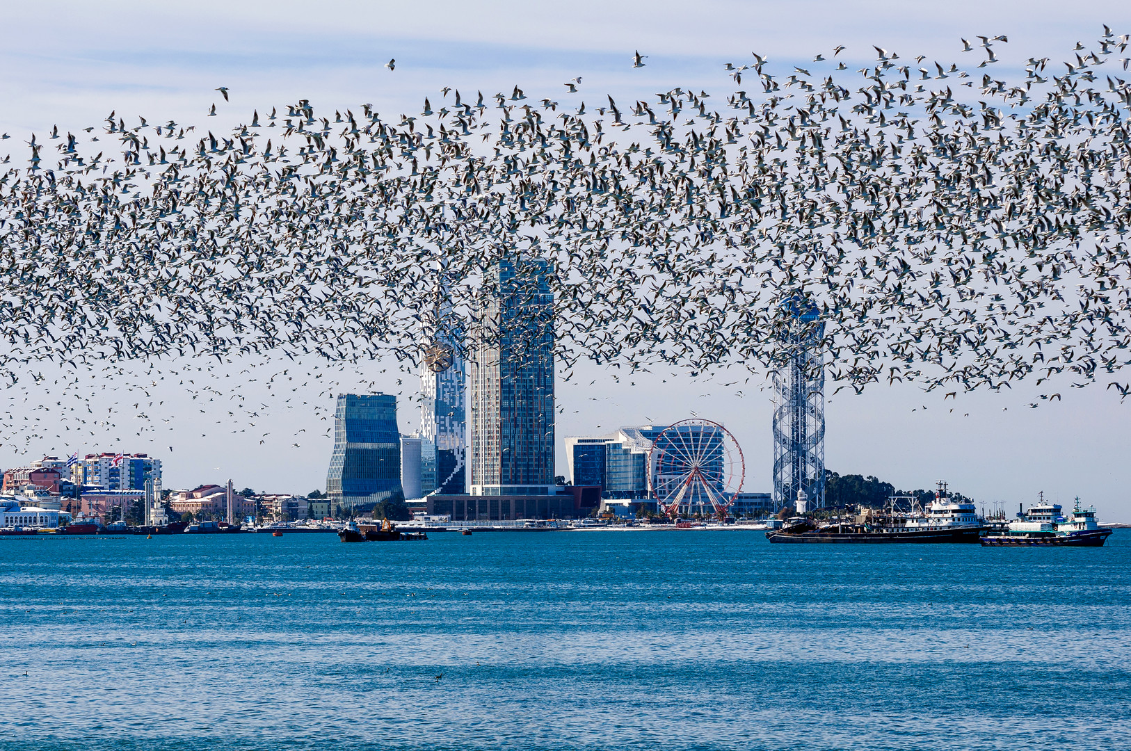 Möwen flogen über der Stadt Batumi, Georgien.,