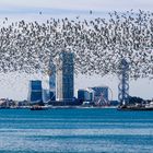 Möwen flogen über der Stadt Batumi, Georgien.,