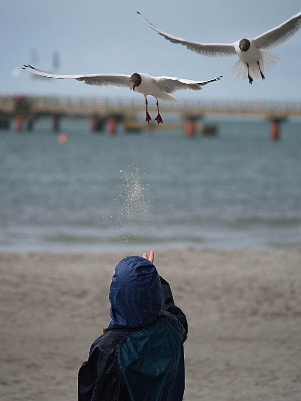 Möwen füttern am Strand von Prerow