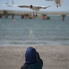 Möwen füttern am Strand von Prerow