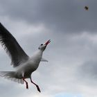 Möwen füttern auf Usedom =)