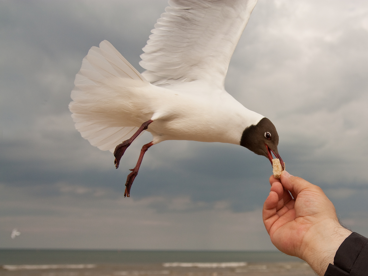 Möwen-Fütterung am Strand von Ahlbeck