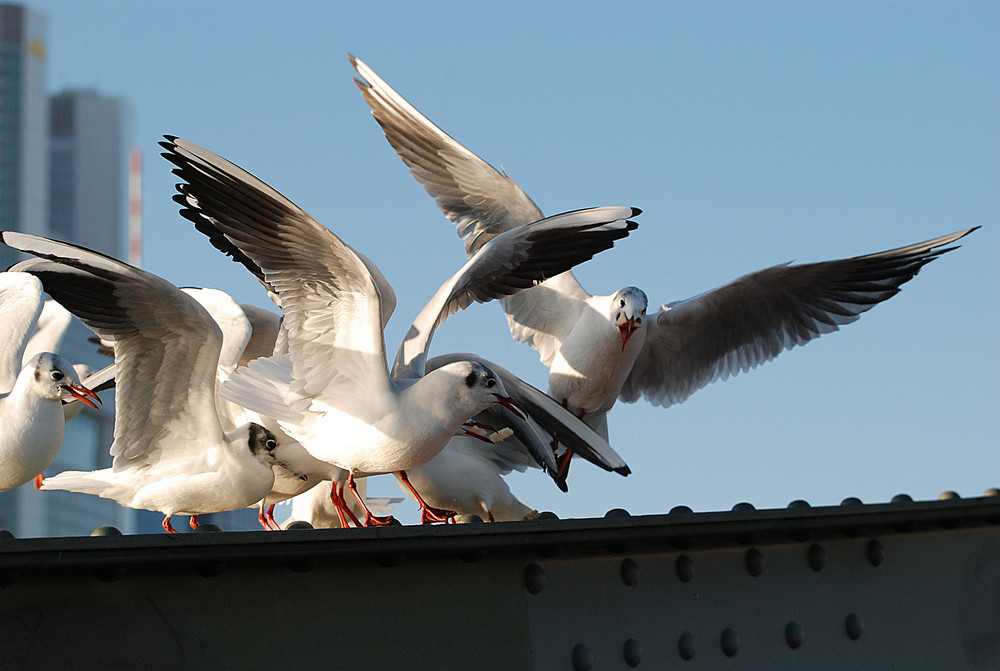 Möwen Fütterung # Comida para las gaviotas