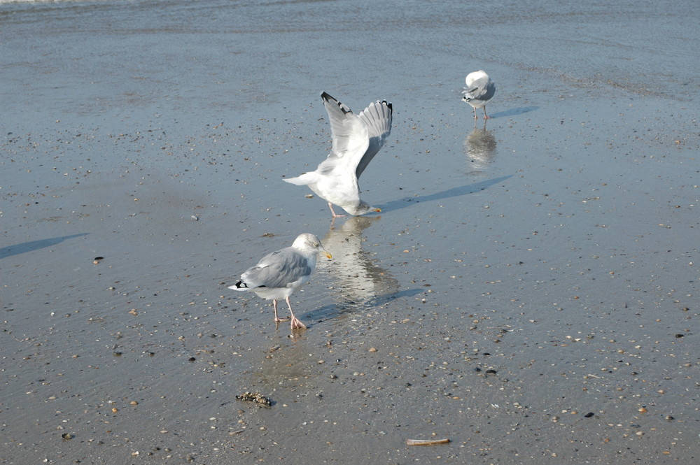 Möwen gehören zu Norderney wie der Sand und das Meer 1