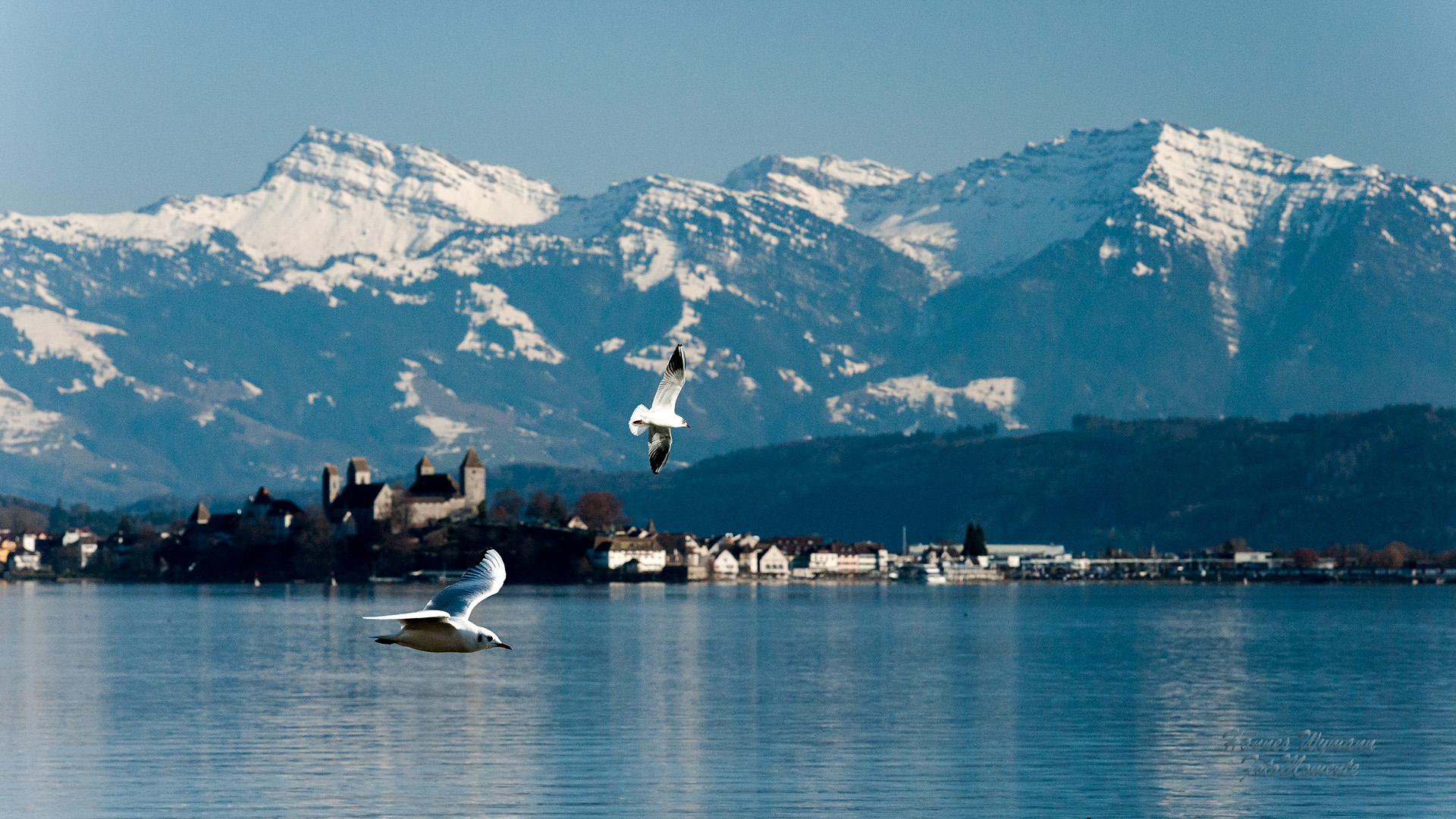 Möwen geniessen abseits vom Ufer den Freiraum - vor Bergkulisse und Schloss Rapperswil