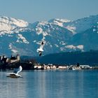 Möwen geniessen abseits vom Ufer den Freiraum - vor Bergkulisse und Schloss Rapperswil