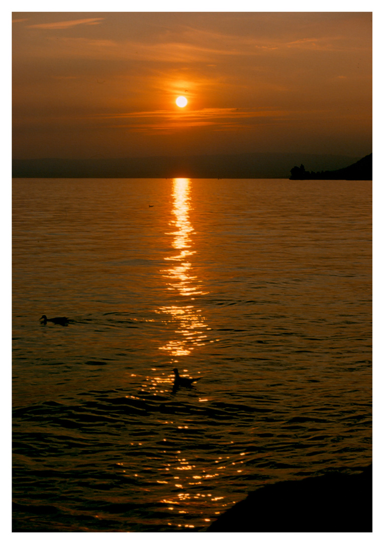 Möwen geniessen Sonnenuntergang auf dem Genfersee