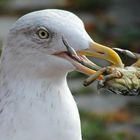 Möwen haben Krebse zum Fressen gerne