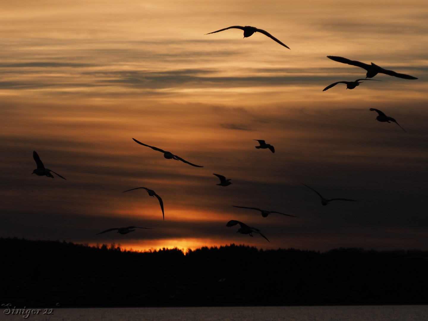 Möwen im Abendflug