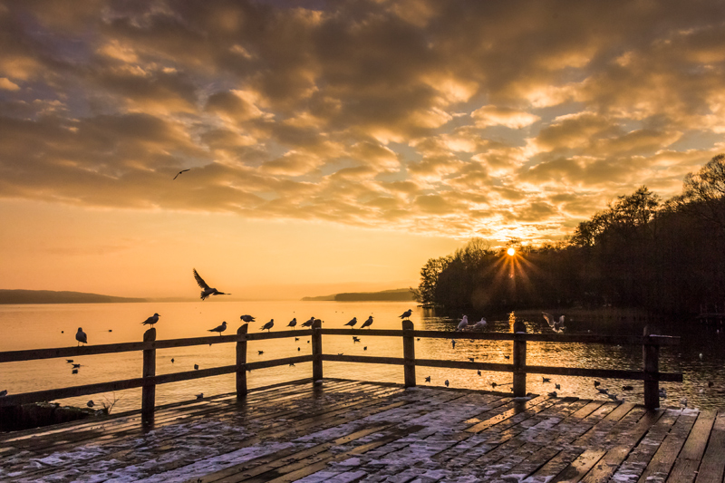 Möwen im Abendlicht