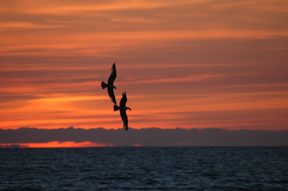 Möwen im Abendrot von Anouschka 