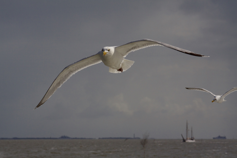 Möwen im Anflug