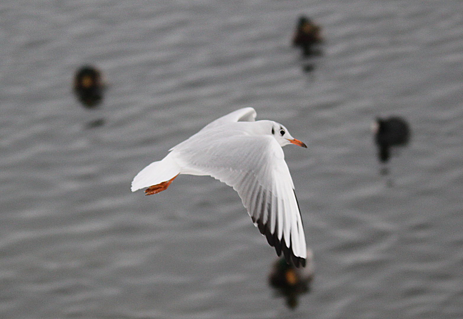 Möwen im Anflug