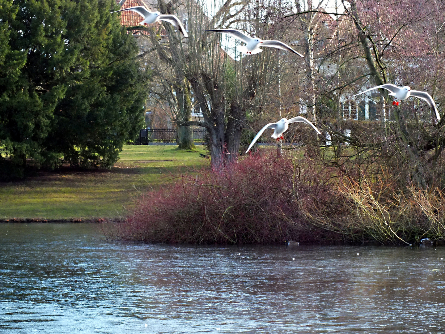 Möwen im Anflug