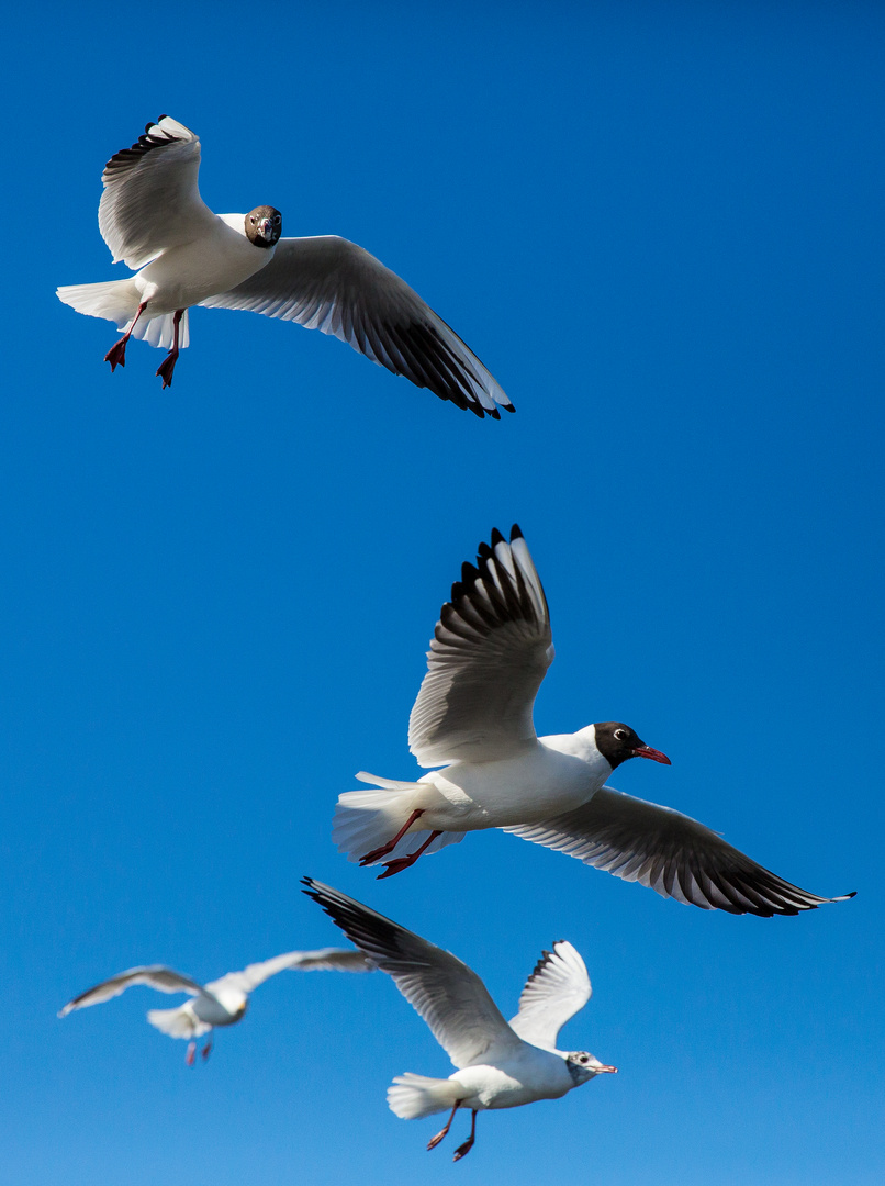 Möwen im Anflug