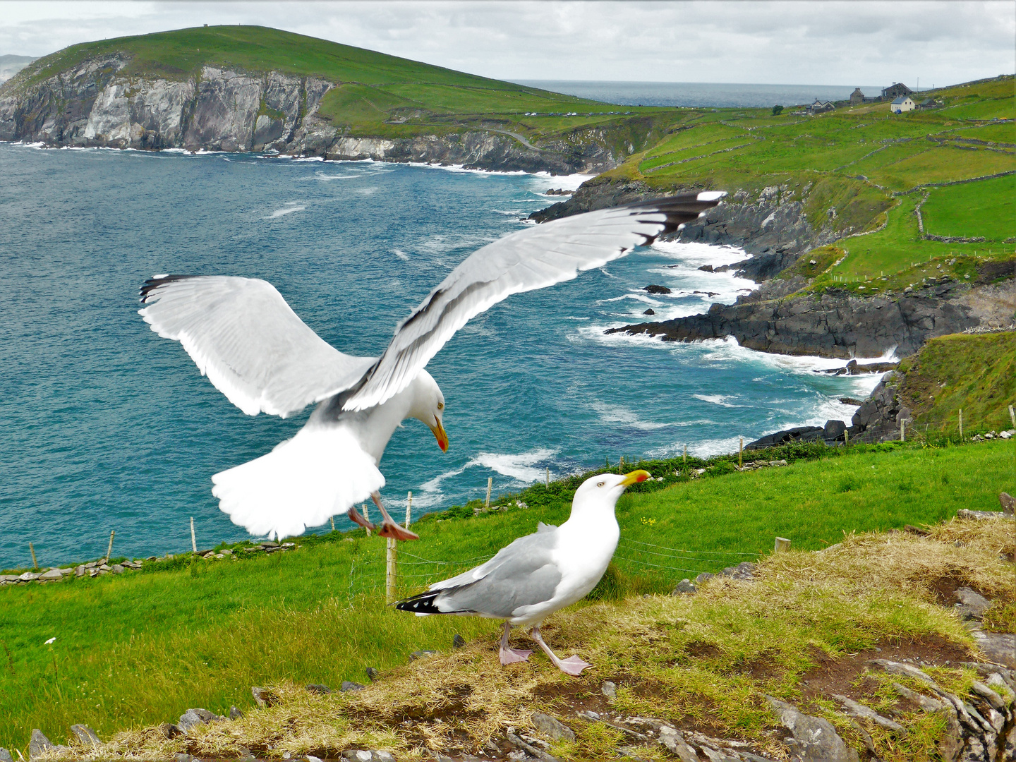 Möwen im Anflug Irland