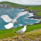 Möwen im Anflug Irland