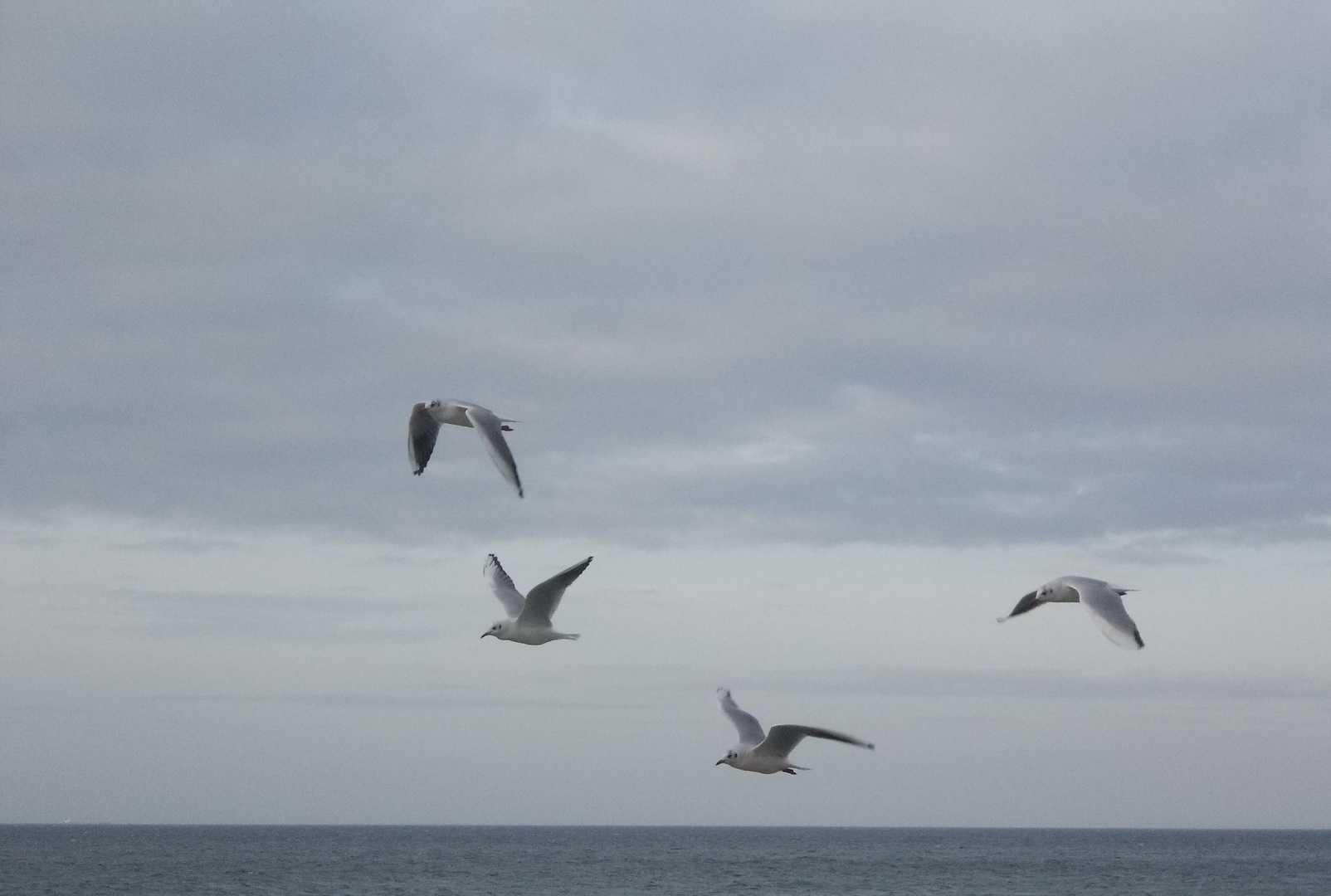 Möwen im Anflug und das Jahr geht vorbei - Graal-Müritz - 31.12.2012