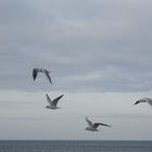 Möwen im Anflug und das Jahr geht vorbei - Graal-Müritz - 31.12.2012