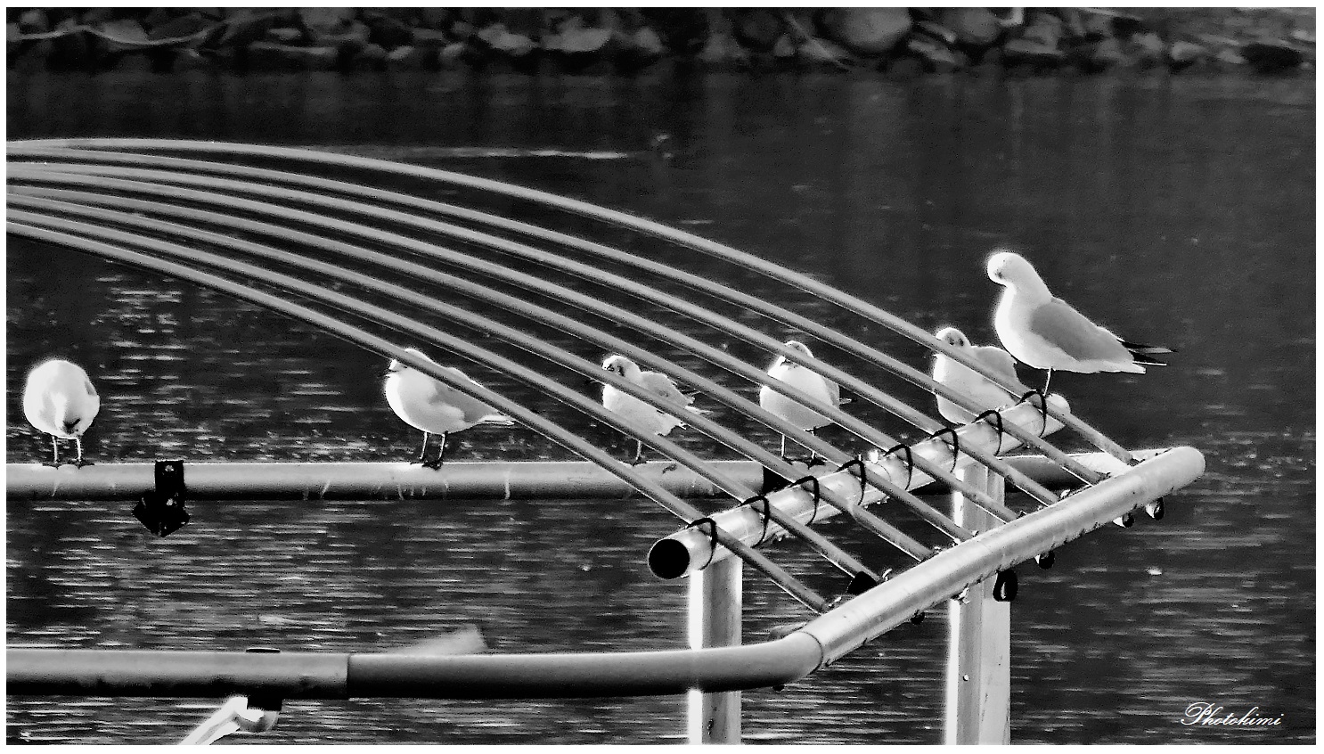 Möwen im Bootshafen/Rhein