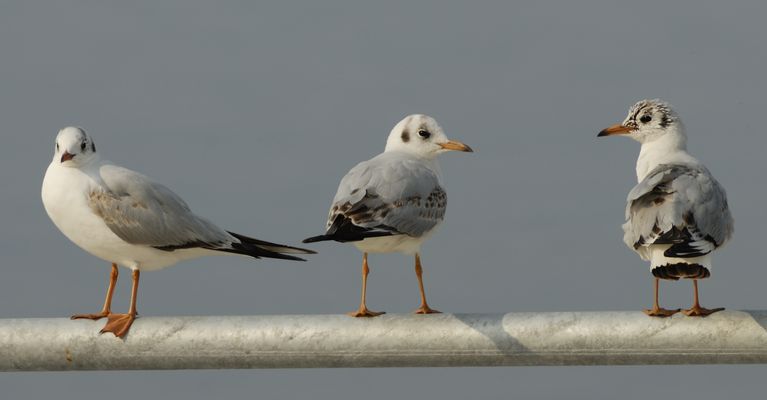 Möwen im Dreierpack