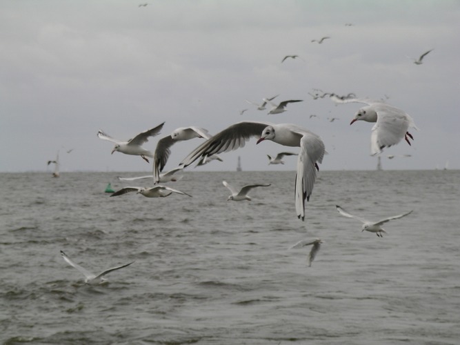 Möwen im Flug