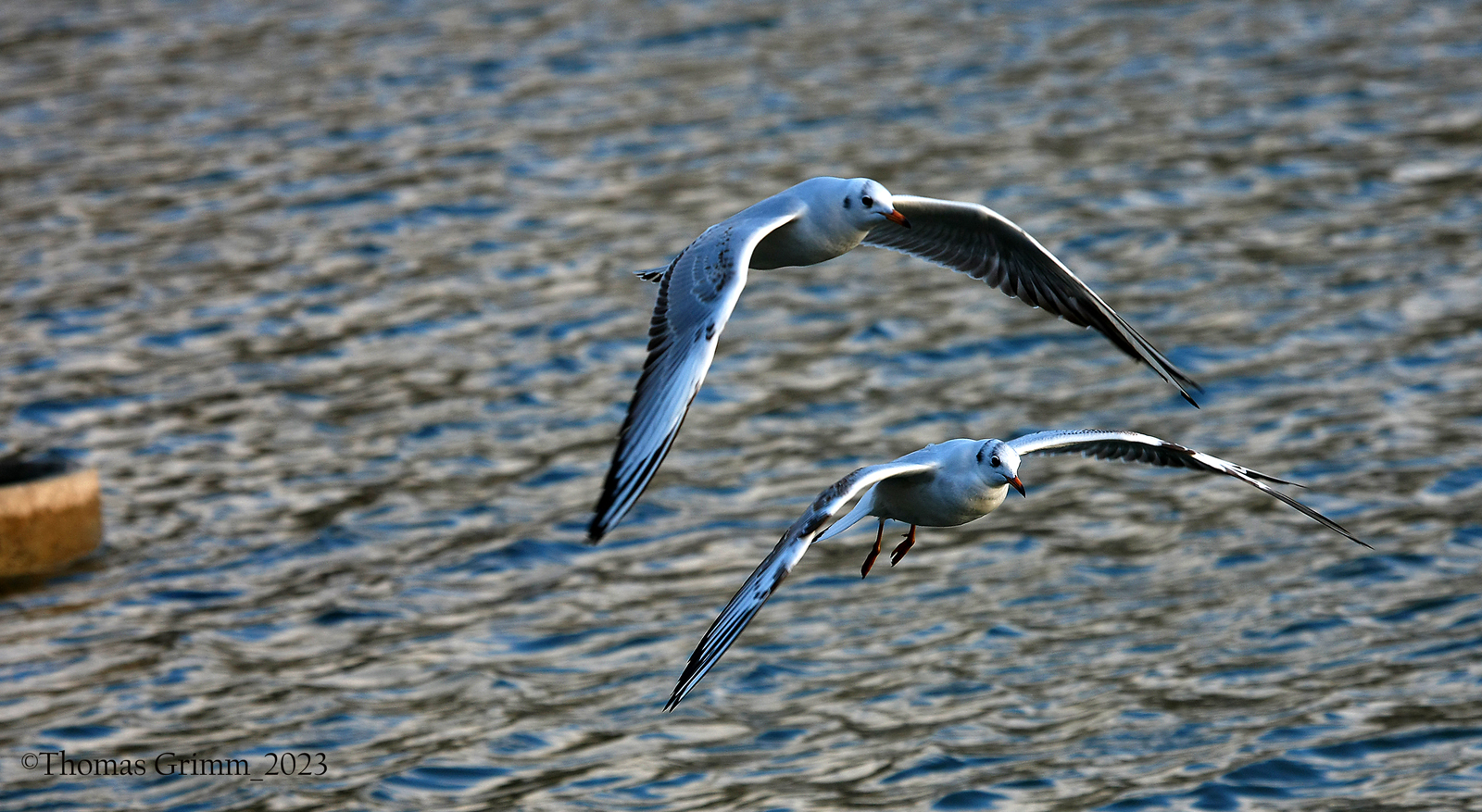 Möwen im Flug