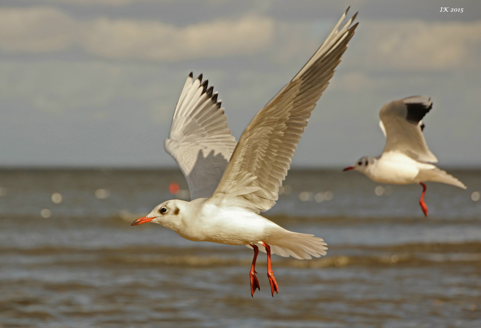 Möwen im Flug