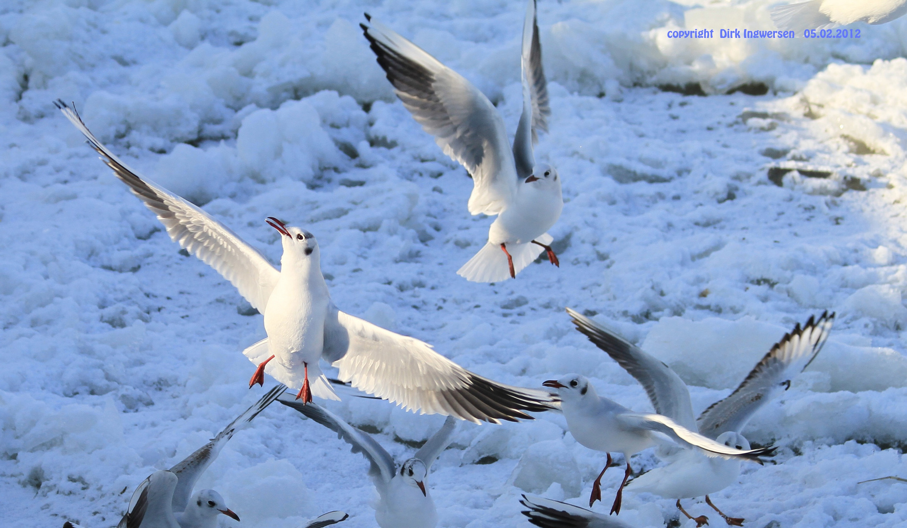 Möwen im Flug