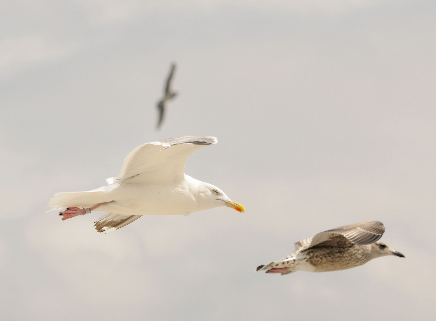 Möwen im Flug