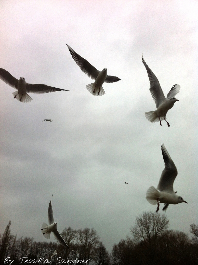 Möwen im Flug