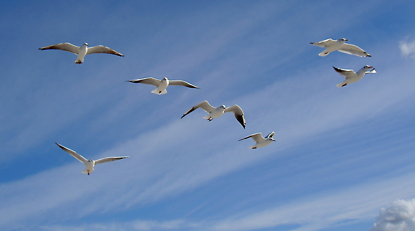 möwen im flug