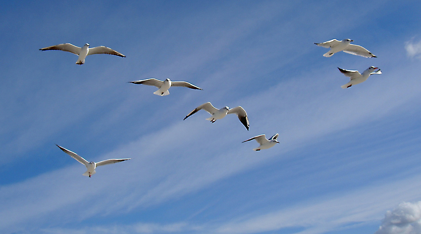 möwen im flug Foto & Bild | tiere, wildlife, wild lebende vögel Bilder
