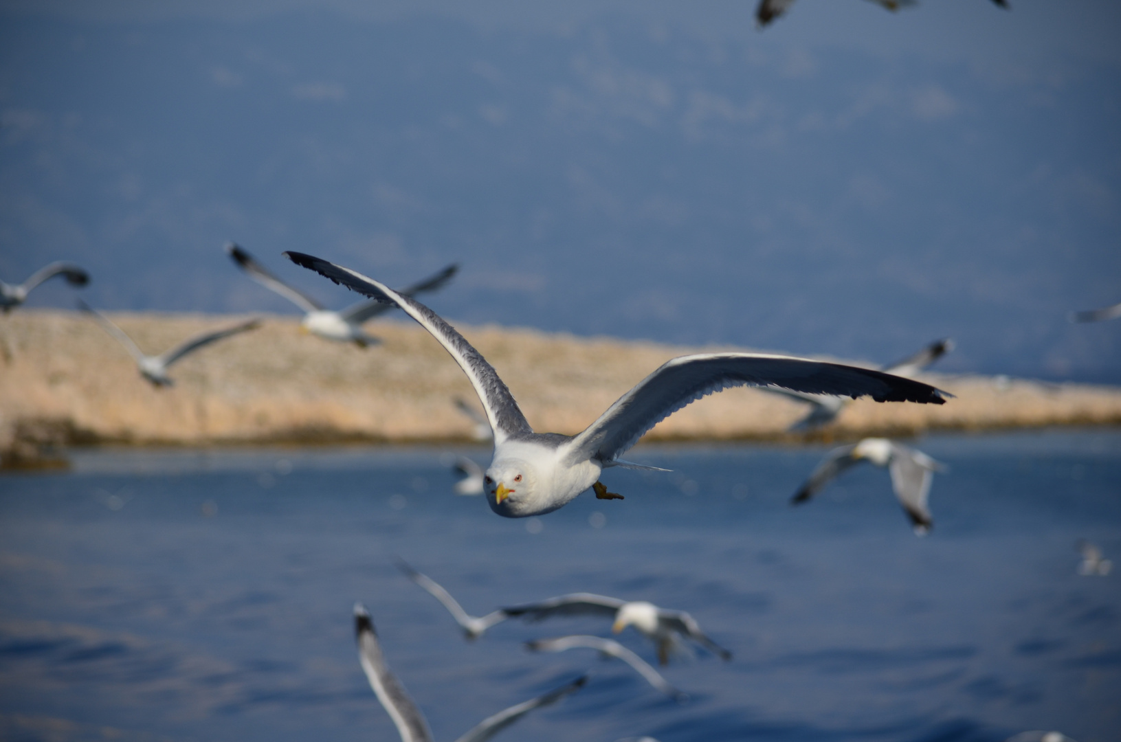 möwen im flug