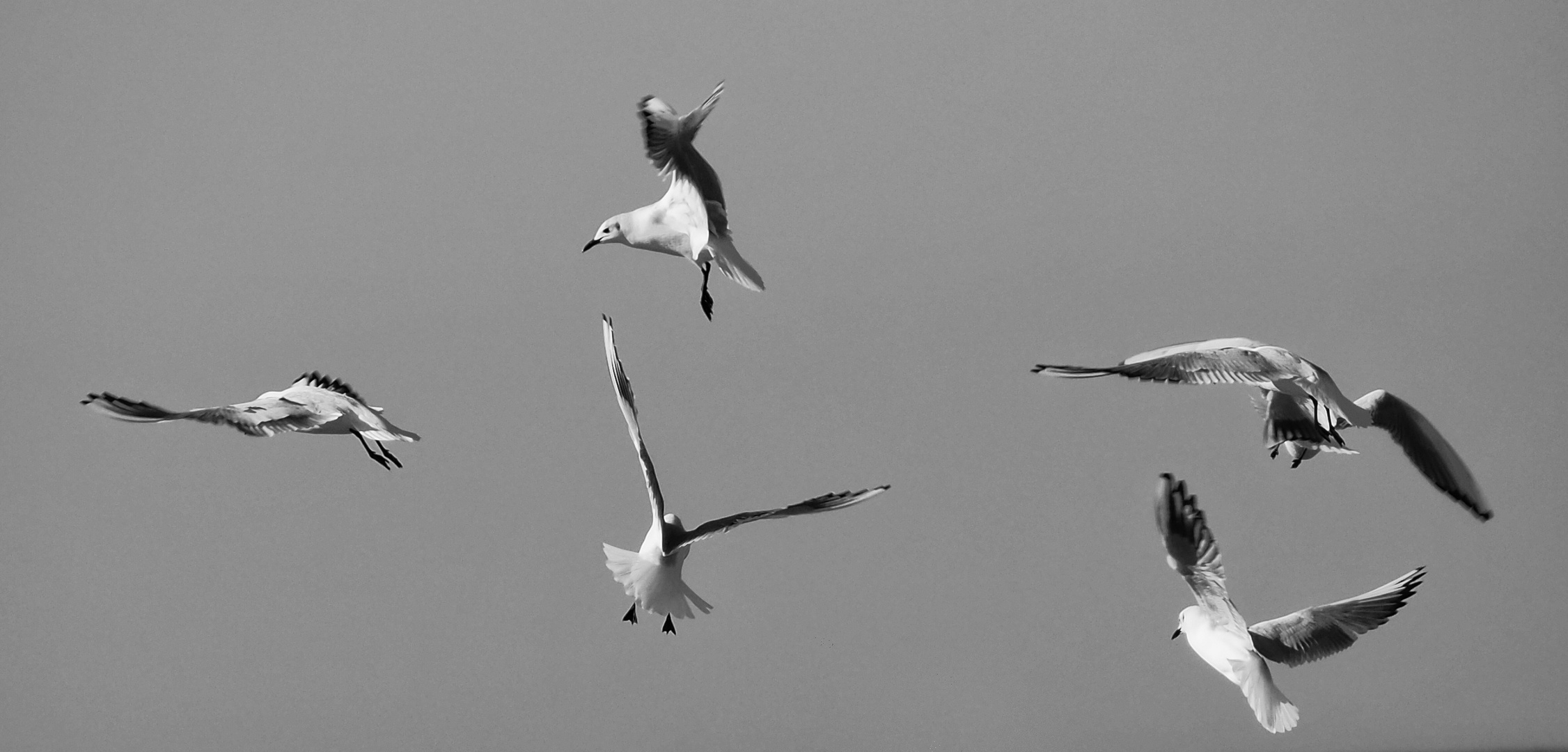 möwen im flug .