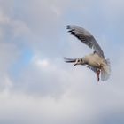 Möwen im Flug - Bewegungsunschärfe