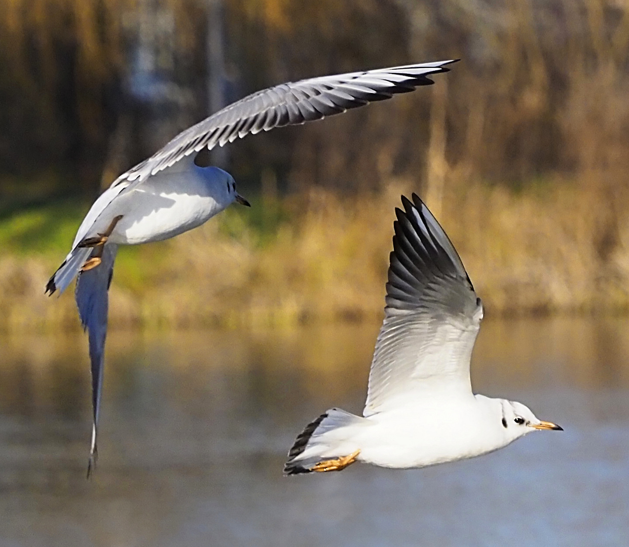 Möwen im Flug